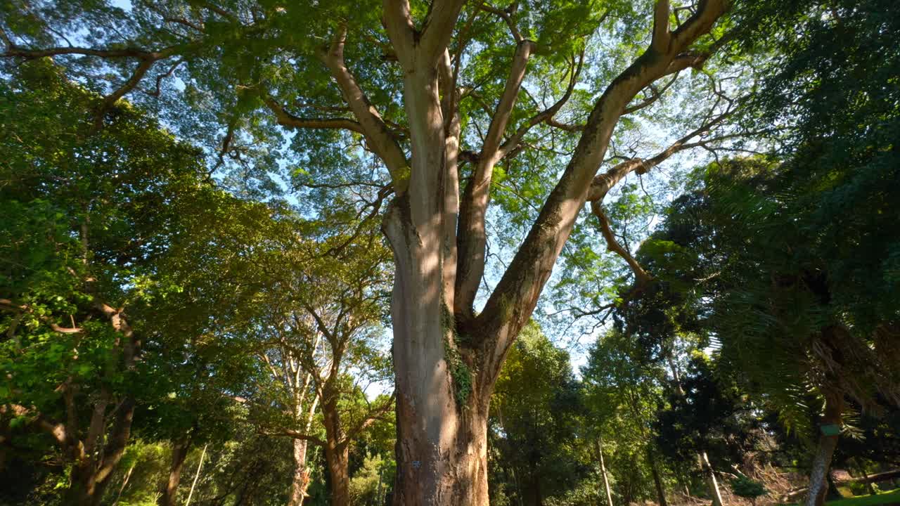 Large tree in a lush green forest