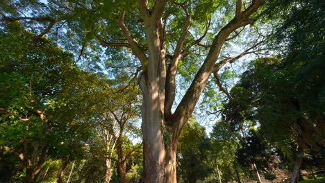 un gran árbol en un bosque verde exuberante