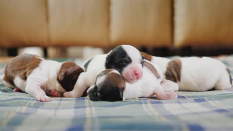 a group of newborn puppies, lie side by side, cuddle together