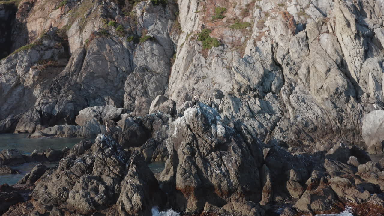 Dark colored cormorant birds sitting on top of the rocks, with waves crushing on the rocks, in the evening. Aerial pivot shot.