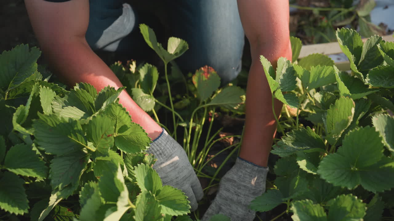 Close up of farmer squatting in strawberry plantation pulling weeds from soil among dense green leaves, focusing on gloved hand movement and plant care with morning dew glistening on foliage