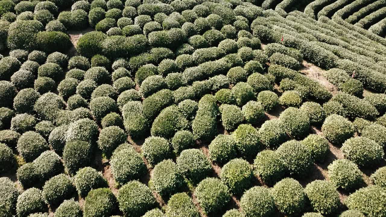 Aerial view of neatly trimmed Longjing tea bushes at Hangzhou plantations in China