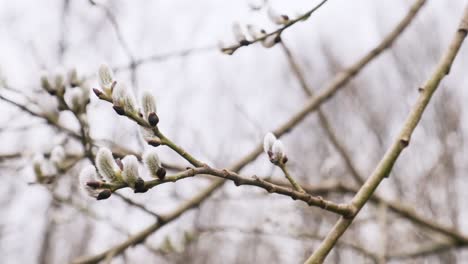 branch of willow tree with blooming young male catkins in spring in forest. spring nature shot with pussy willow branch close up. palm sunday symbol, catkins for easter background