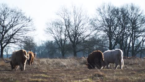 several highland cow graze peacefully on dry field under bright clear sky in scotland with tall bare tree around, showing calm nature and traditional rural animal in natural open land