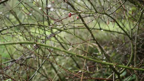 Thorns of a rosehip plant in rainy weather