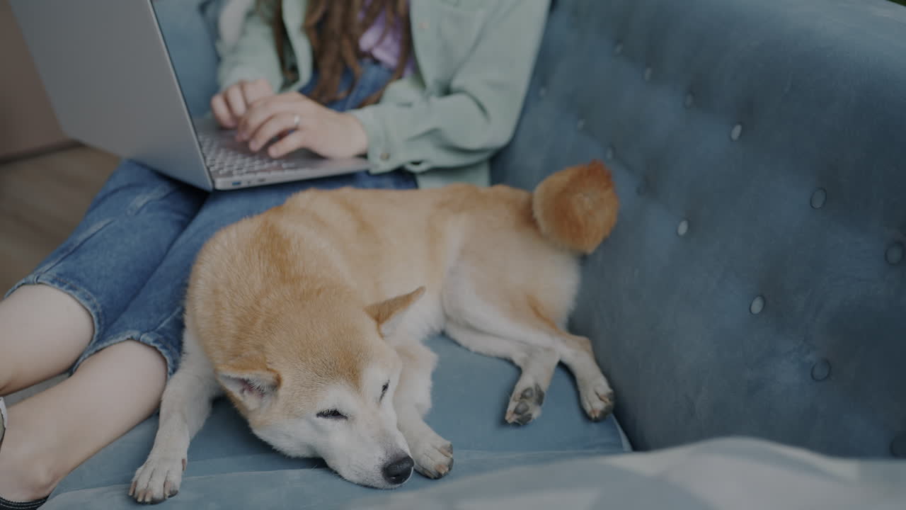 Woman working on laptop with dog on sofa