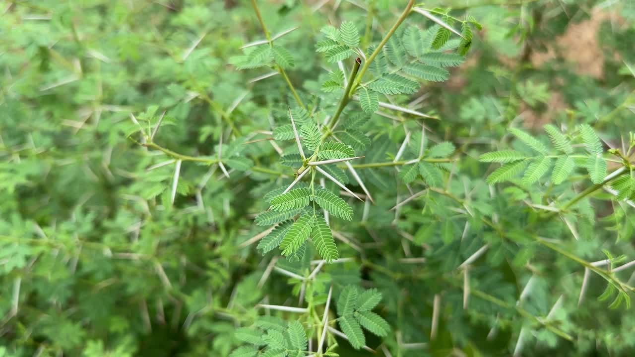 closeup shot of a babool (or acacia) with small, feathery, compound leaves and thorns , Vachellia nilotica, more commonly known as Acacia nilotica, and by the vernacular names of gum arabic tree,