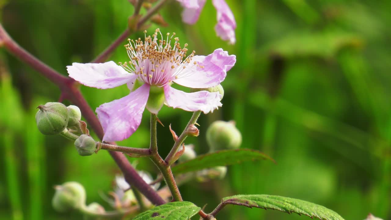 abejas recolectando néctar y plantas polinizadoras, flor rosa en arbusto de mora, cámara lenta
