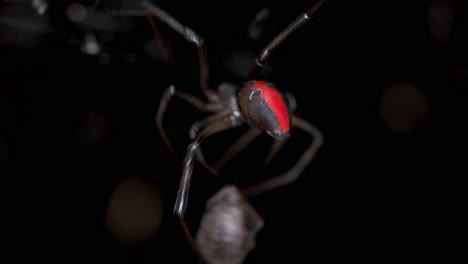 araña venenosa de espalda roja envolviendo presas muertas en seda
