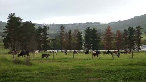 herd of cow cattle standing grazing in vergelegen wine farm overcast meadow