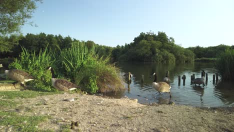 Geese-get-out-of-lake-onto-grass,-flap-wings-at-sunset-with-blue-sky