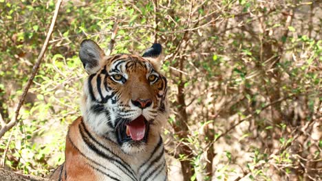 tiger observed in natural zoo environment