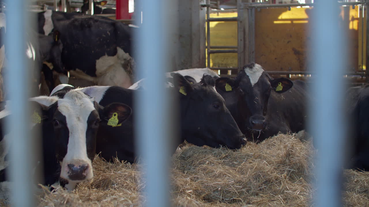 Cows looking into camera. Dairy Industry - Cow Milking Facility