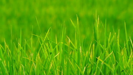 Green-field-background-in-close-up-view.