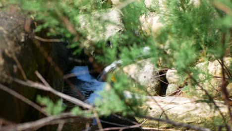 a small stream in a forest flowing through the rocky landscape