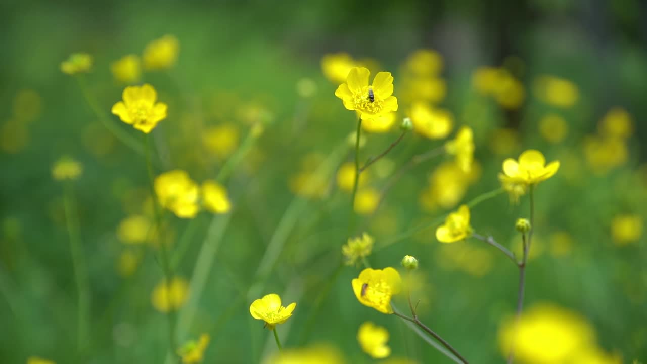 Yellow flower moving with wind in slow motion