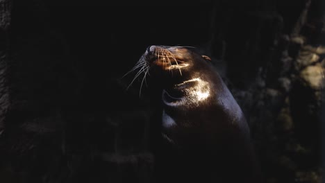 la foca disfruta del calor de la luz del sol, relajándose