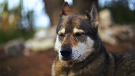 Un-Perro-Husky-Leal,-Entrenado-Y-De-Buen-Comportamiento-En-Primer-Plano-Con-Un-Bokeh-De-Fondo-Borroso