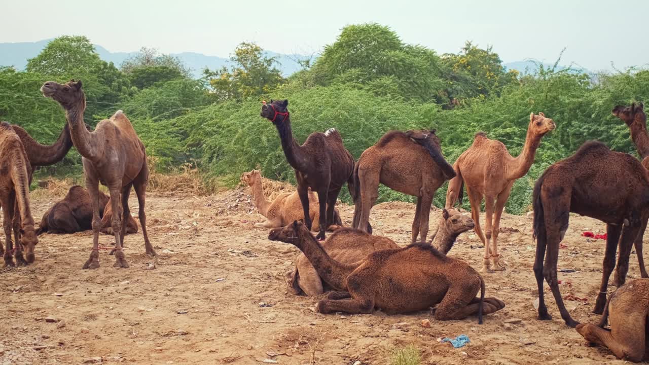 푸스카르 멜라 (pushkar mela) 낙타 박람회 - 을 는 낙타 축제, 푸스카어, 라자스탄, 인도