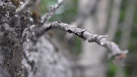 registro grande en el bosque hd
