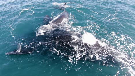 madre ballena boca abajo jugando con el ternero sobre su vientre - toma aérea