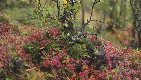 Hojas-De-Colores-Brillantes-De-Los-Arbustos-De-Arándanos-Y-Arándanos-Rodean-La-Maraña-De-Raíces-Y-Ramas-Oscuras-Y-Retorcidas-Del-Abedul