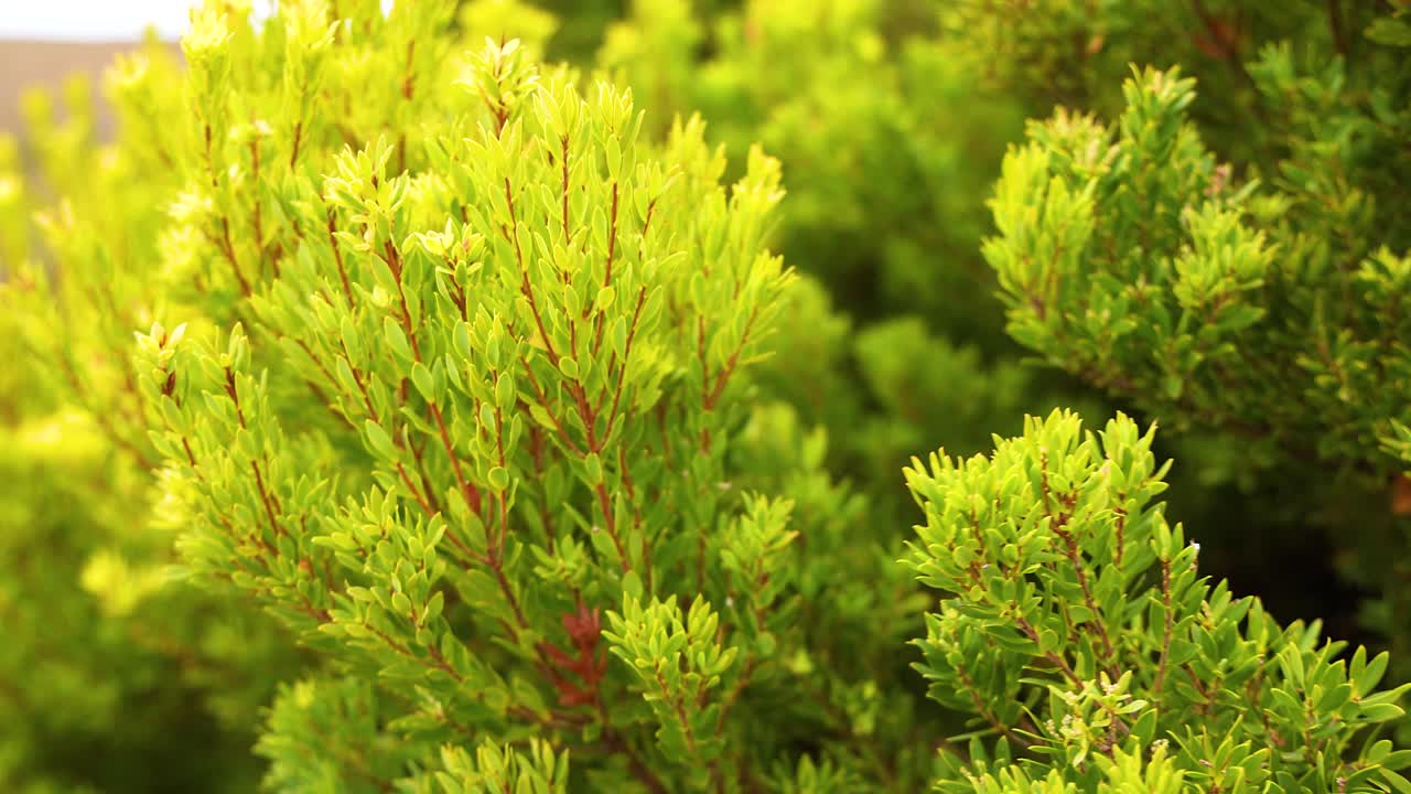 Bright green Coleonema shrubs sway gently in natural light, captured in Port Campbell, Victoria. The video highlights lush, dense foliage