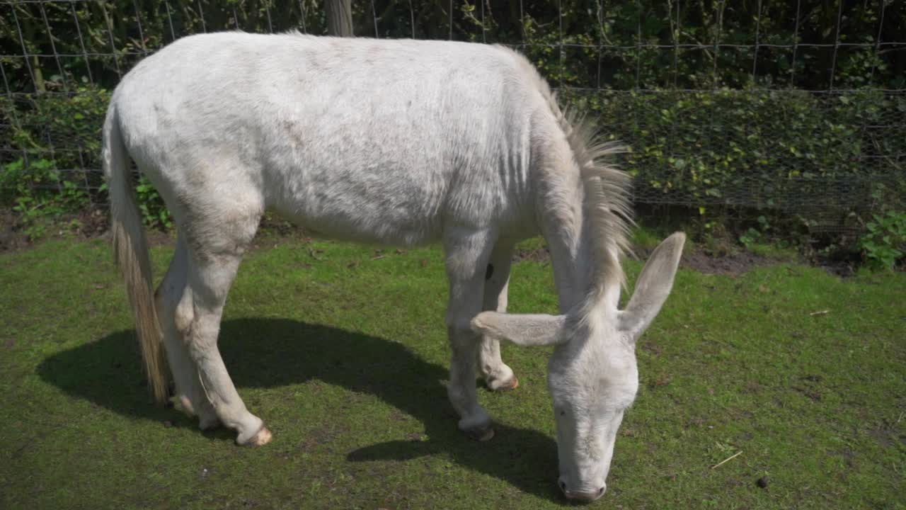 A white donkey grazing short green grass in its pasture
