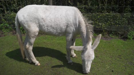 a white donkey grazing short green grass in its pasture