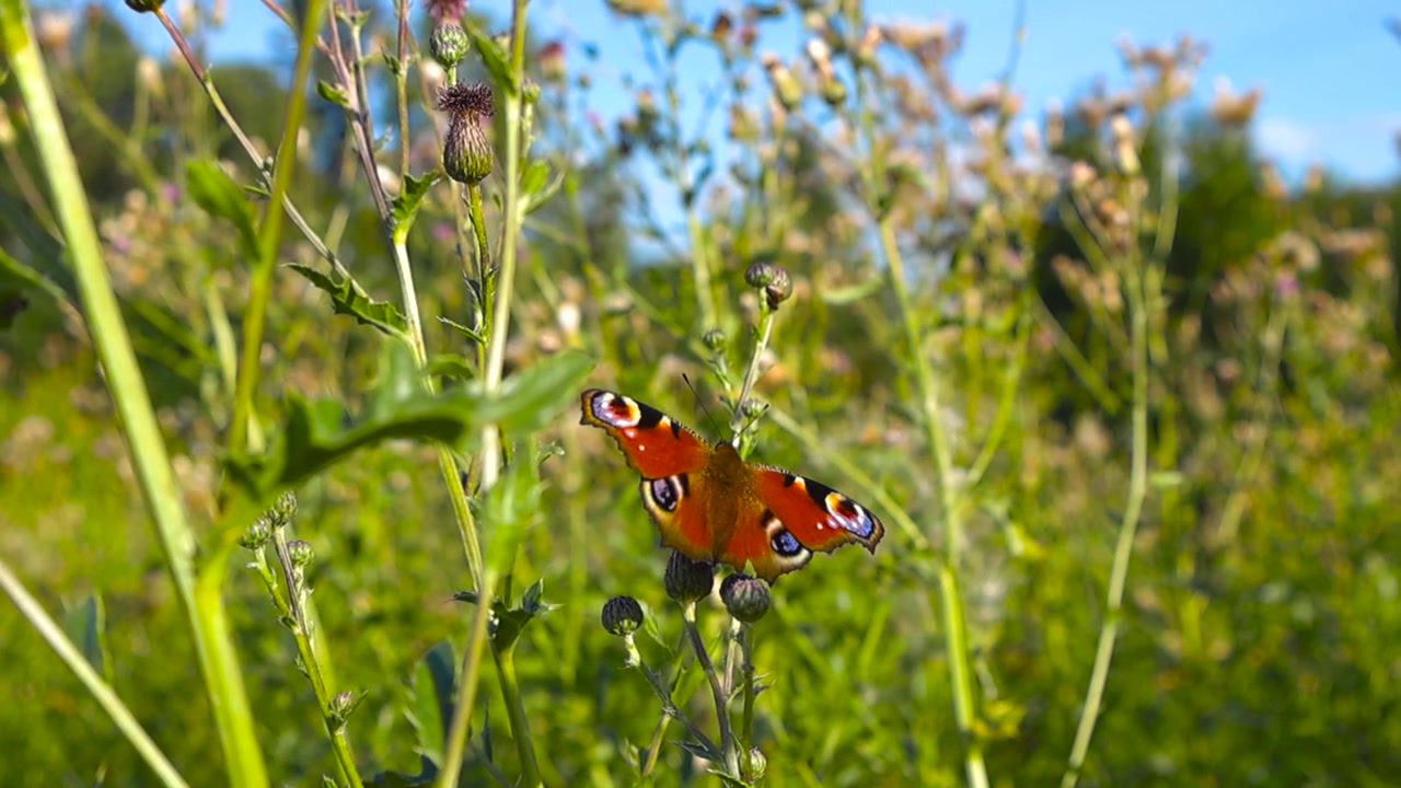 Bellissima farfalla pavone europea, Aglais io, che riposa su un fiore selvatico e sbatte le ali in un prato verde illuminato dal sole con una leggera brezza e un bellissimo sfondo bokeh sfocato.