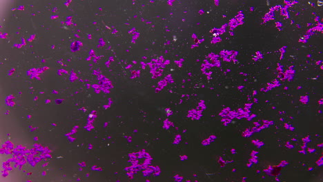 microscopic view of purple particles