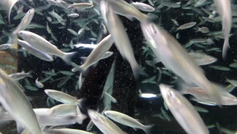 medium wide shot of hundreds of sardines in a swarm filling up the frame