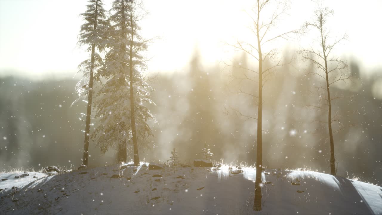 산의 숲에서 화려한 크리스마스 장면. 다채로운 겨울 해가 뜨는