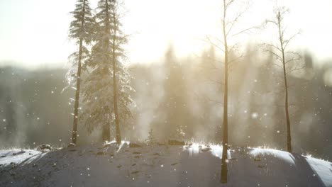 splendid christmas scene in the mountain forest. colorful winter sunrise