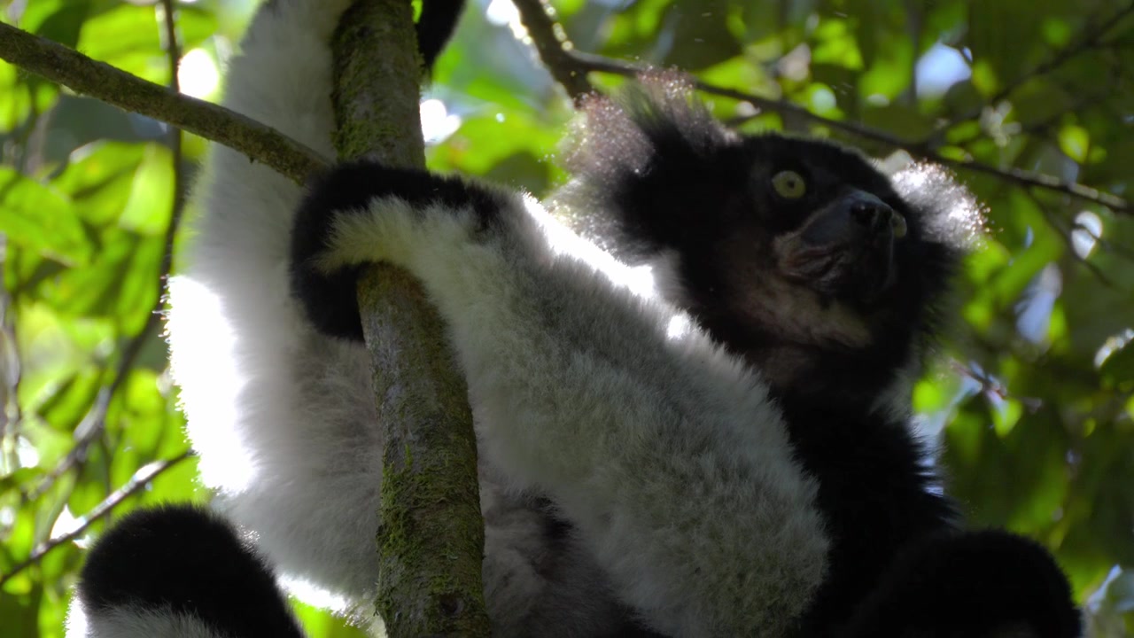 Vídeo em câmera lenta em close-up de um lêmure Indri Indri pendurado em uma árvore na Reserva Comunitária VOIMMA em Andasibe, Madagascar; o maior lêmure preto e branco do mundo, espécie criticamente ameaçada de extinção.