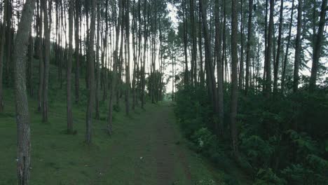 Drohne-Fliegt-Auf-Dem-Waldweg-Durch