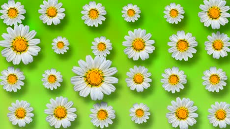 beautiful summer animated floral background