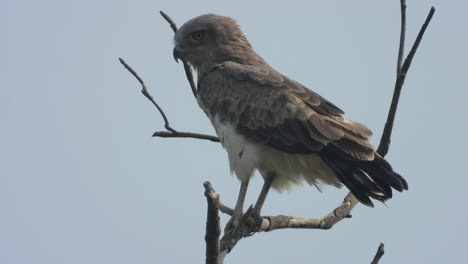 águila - alas - padres