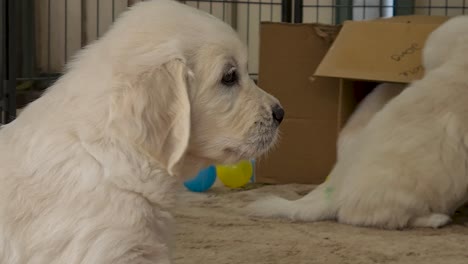 Golden-Retriever-Welpe,-Der-Sich-Hinsetzt-Und-Durch-Einen-Ventilator-Gekühlt-Wird