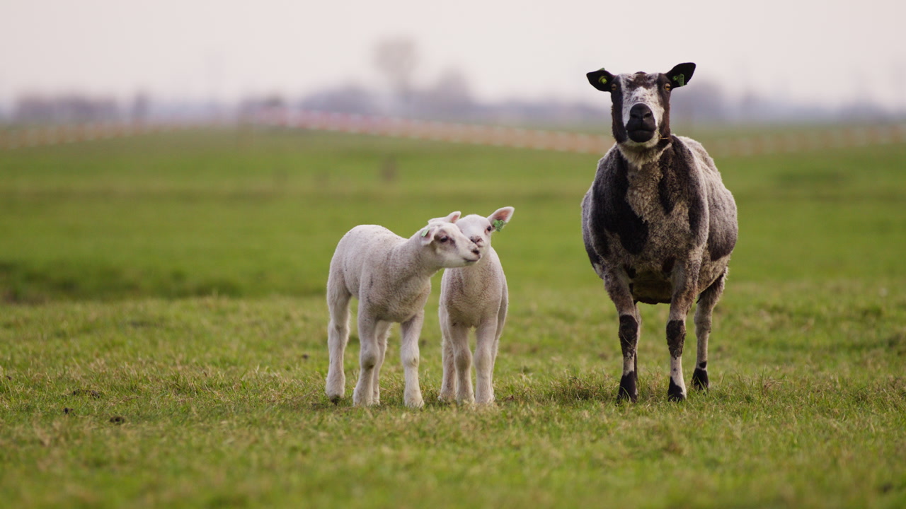 Two young lambs next to mother Dutch Spotted sheep in lush pasture, frontal