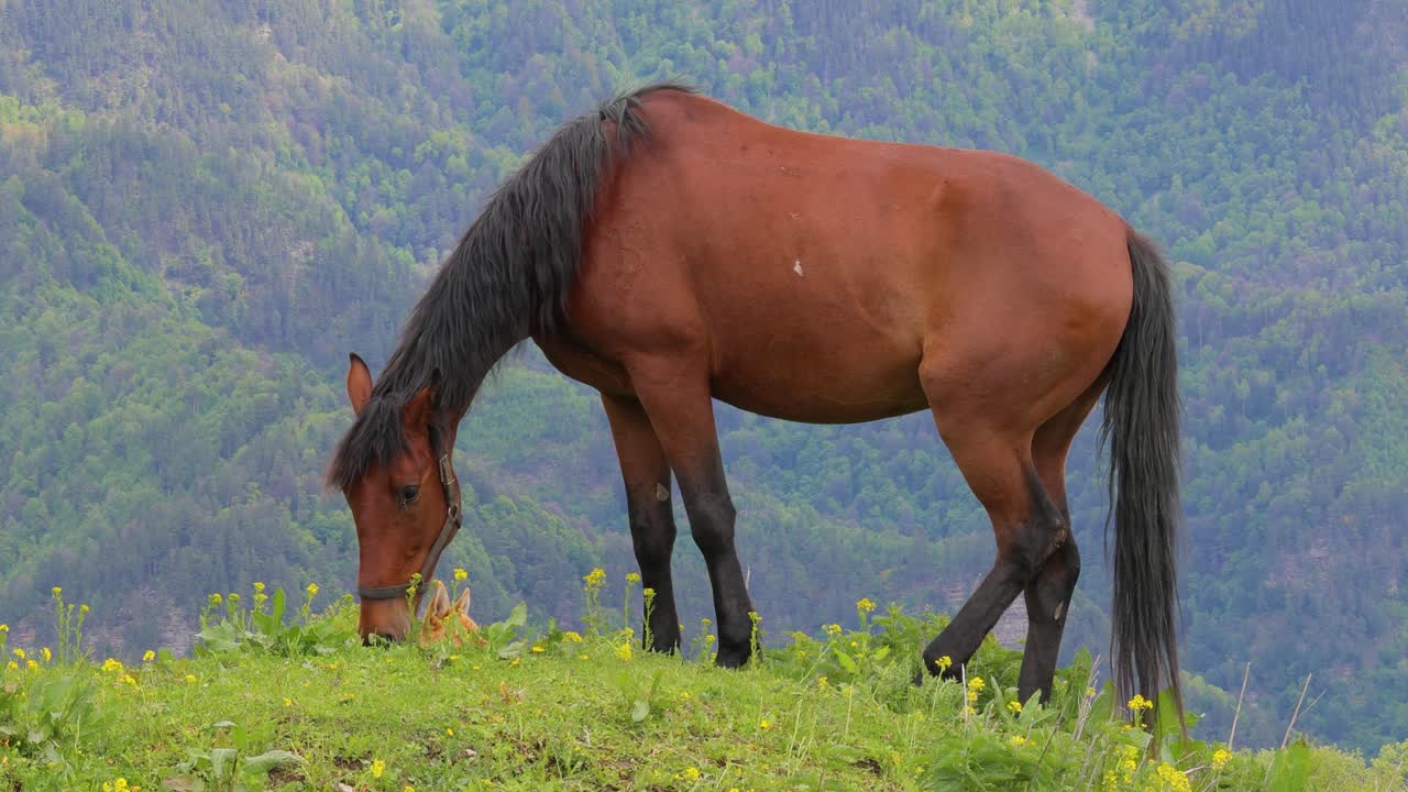 caballos pastando en un prado verde en un paisaje de montaña.