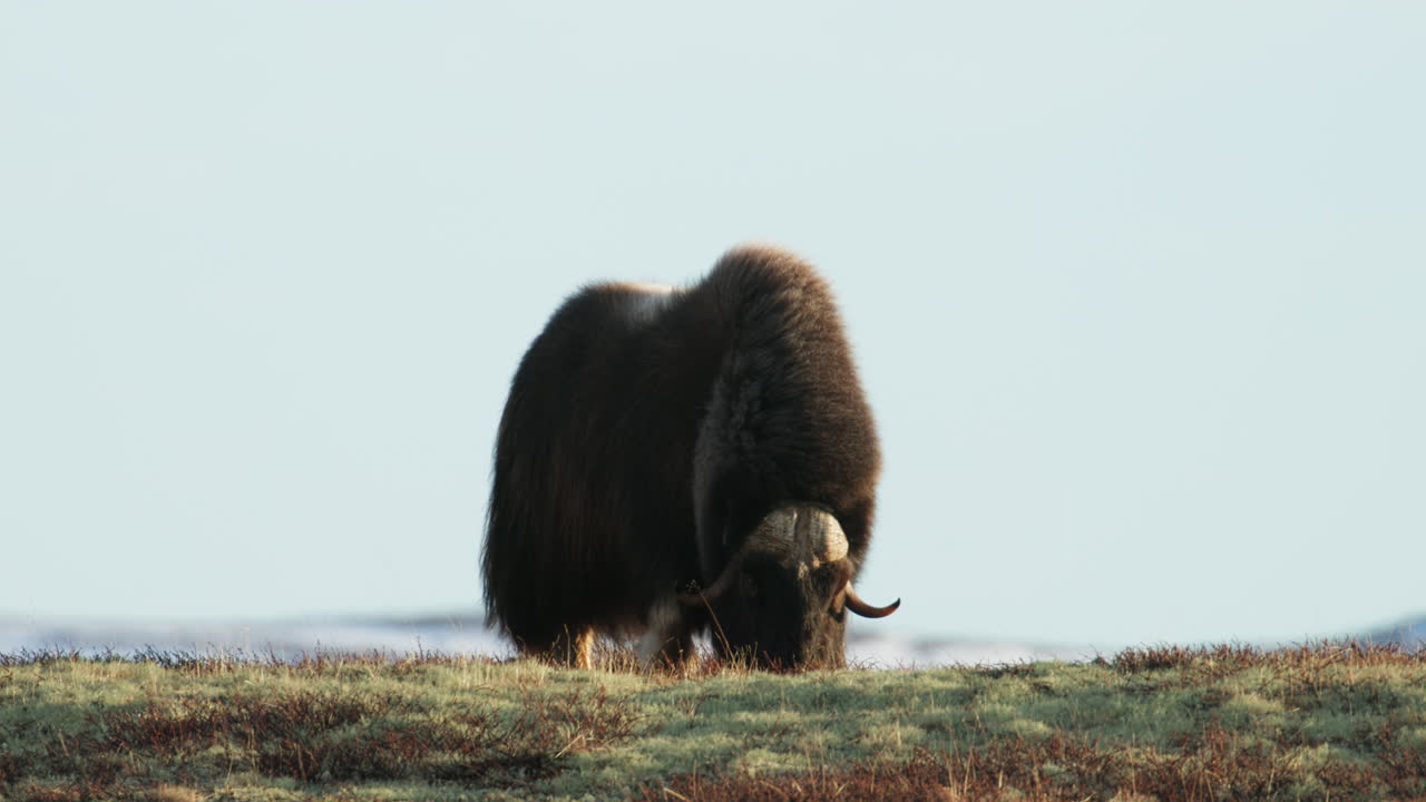 Powerful musk oxen bull graze on Dovrefjell Norway mountain in sunset glow