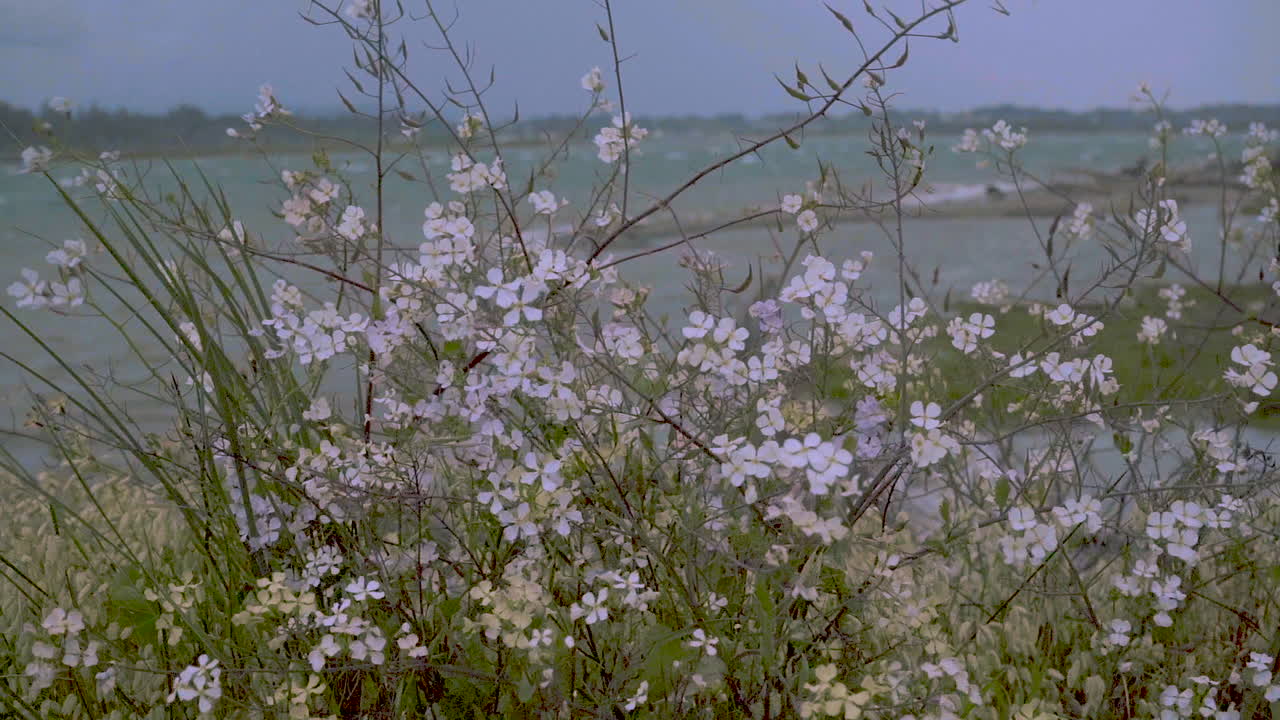 Sakte film av en lilla villblomstbusk ved Coquille-elven i Sør-Oregon, som svaier forsiktig i vinden.