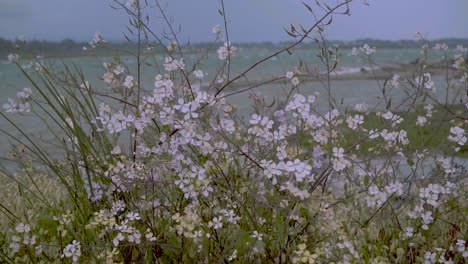 Slow-motion-purple-wildflower-bush-by-the-Coquille-River-in-Southern-Oregon,-gently-swaying-in-the-wind