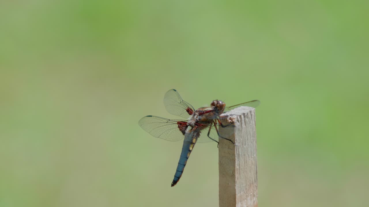 Libellula blu e rossa posata sul legno. Primo piano macro.