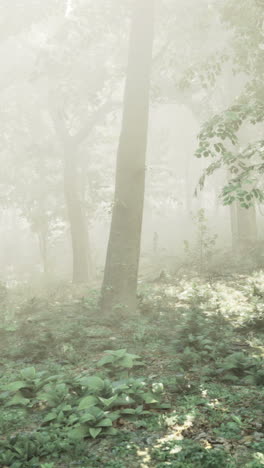 Misty forest landscape capturing serene nature during early morning hours
