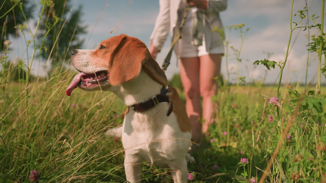 primer plano de un perro beagle con la lengua afuera mirando hacia la derecha, con la correa sostenida por el dueño en un campo cubierto de hierba, mientras que la persona detrás está ligeramente borrosa, bajo un cielo soleado