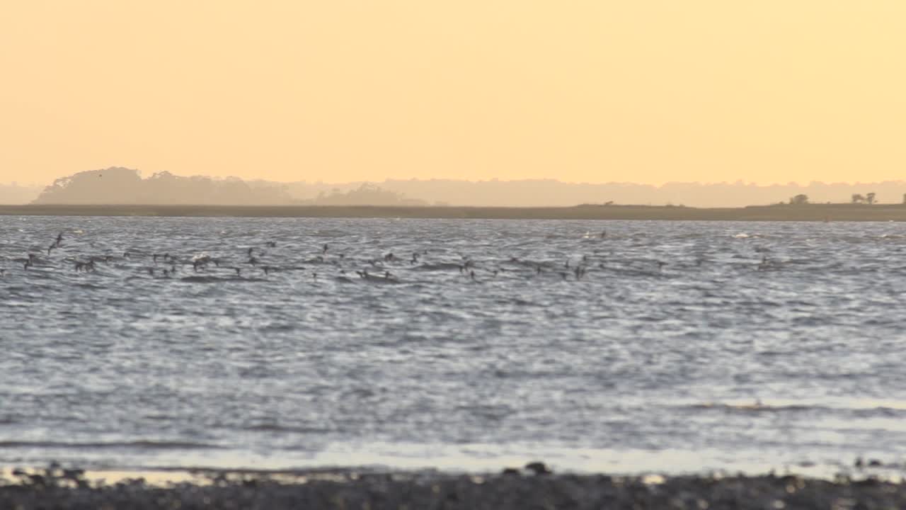 서서히 움직이는 새 무리가 해가 지면 물 위를 날아다닙니다.