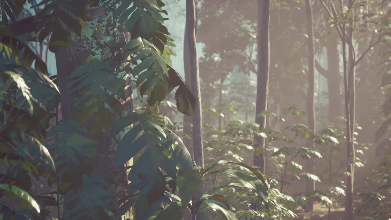 안개 인 열대 숲