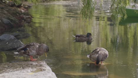 Limpieza-Del-Grupo-Mallard-En-El-Canal-De-La-Ciudad